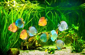 Aquarium Fische im Amazonas Artenbecken