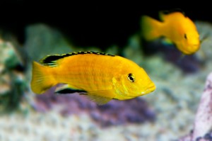 Labidochromis caeruleus oder Yellow