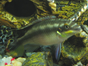 Pelvicachromis pulcher