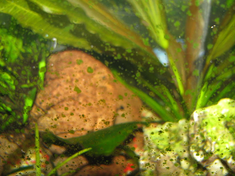 Algen im Aquarium - Die Scheiben