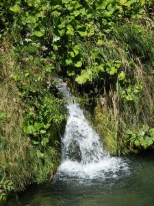 Quellwasser fürs Aquarium